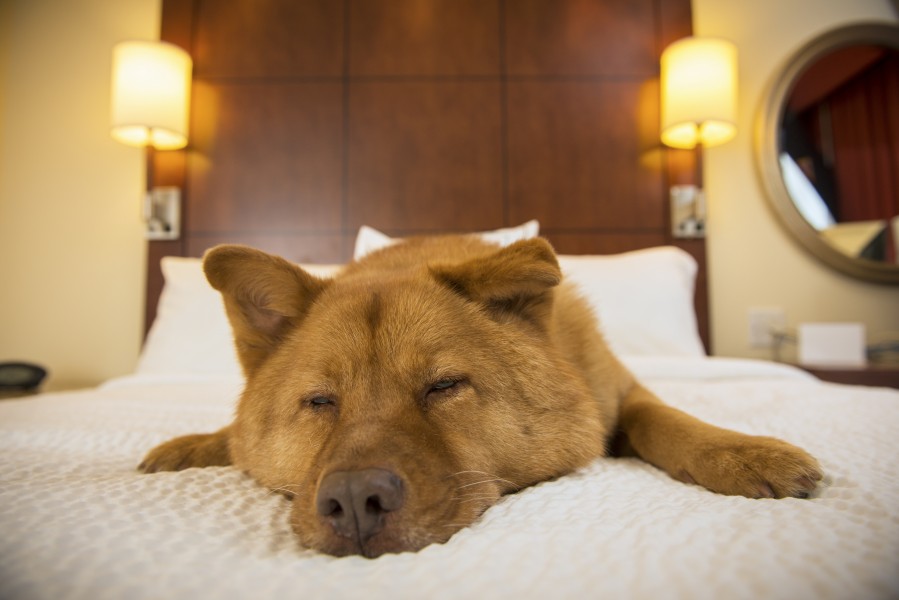 Catch some Z's. Feel like a million bucks!